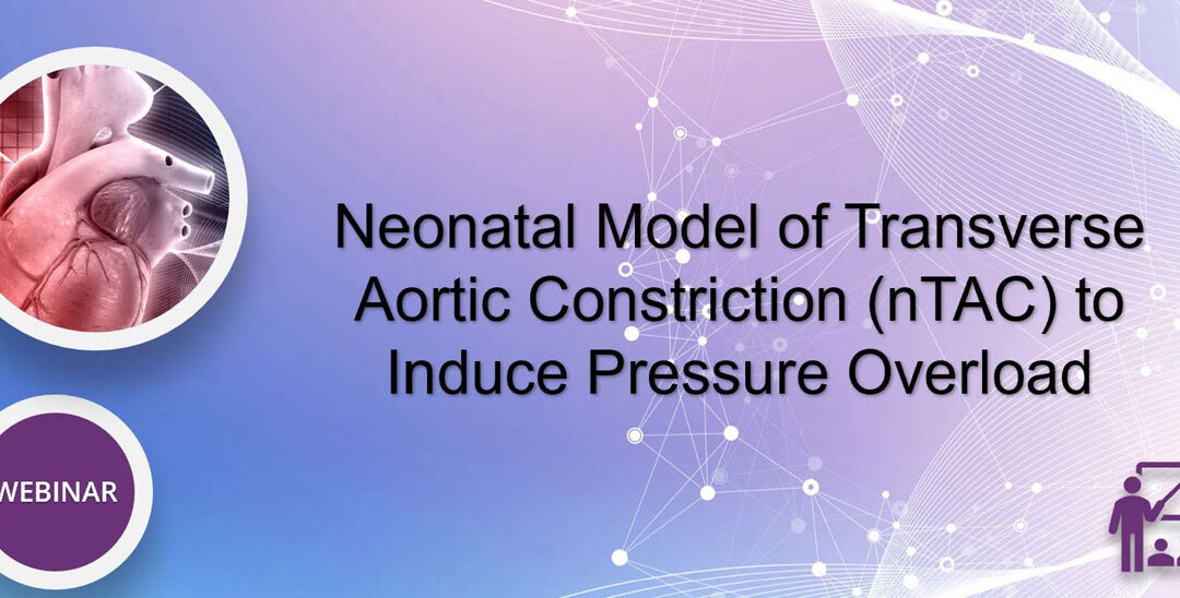 WEBINAR: Neonatal model of transverse aortic constriction (nTAC) to induce pressure overload