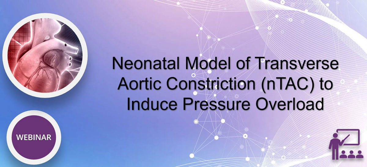 WEBINAR: Neonatal model of transverse aortic constriction (nTAC) to induce pressure overload