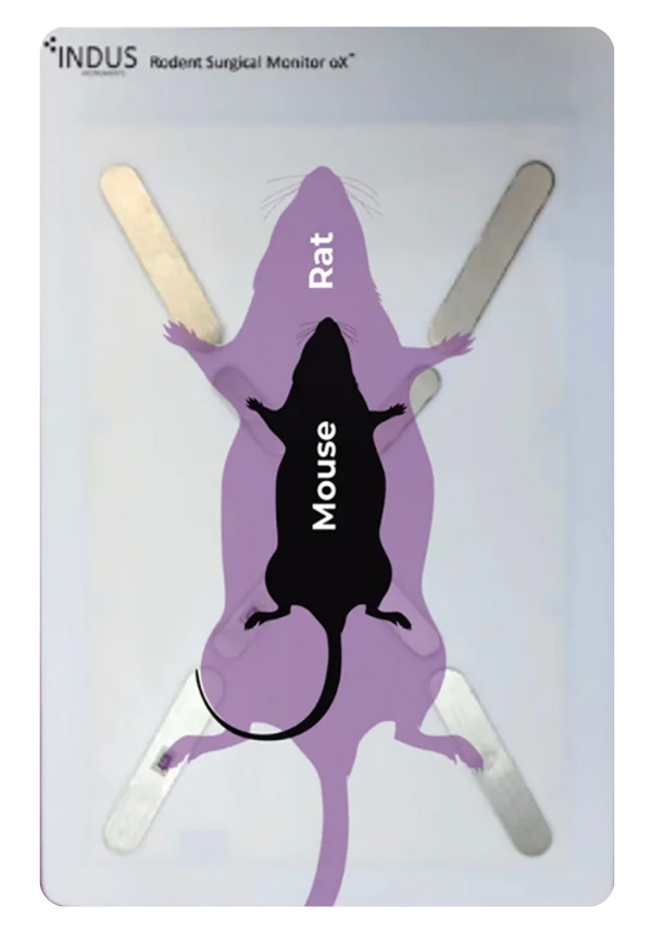 Mouse-rat-on-surgical-platform