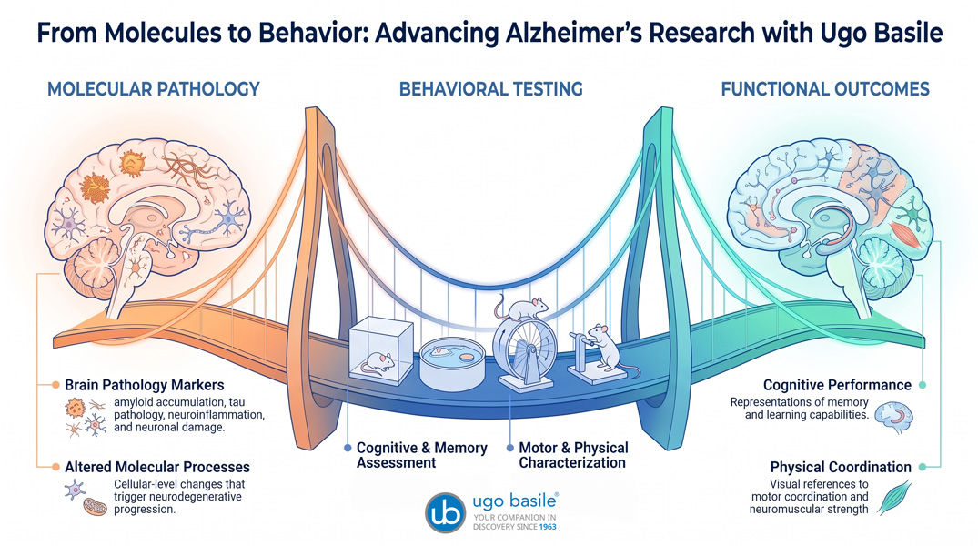 Bridging_Alzheimers_Research_Stages